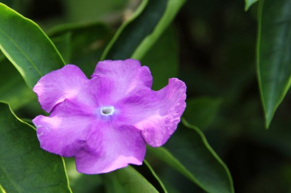 File:Brunfelsia latifolia (9) 1200.jpg