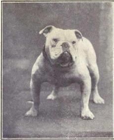 File:Bulldog from 1915.JPG