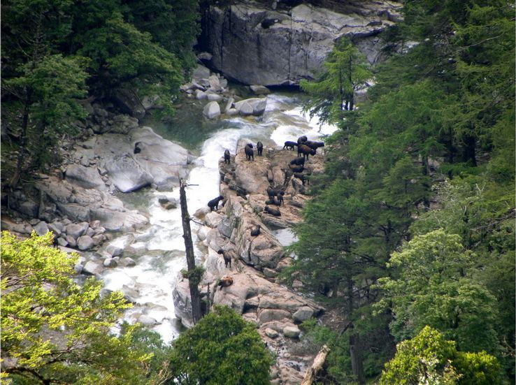 File:C.the takin herd.jpg