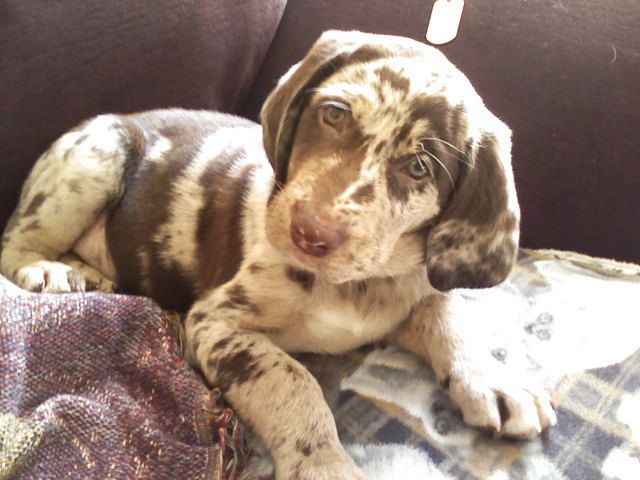 File:Catahoula leopard dog, Smokey Blu 12weeks.jpg