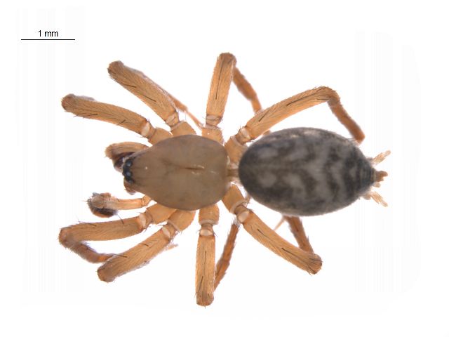 File:Cicurina tersa m.jpg