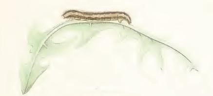 File:Crocota tinctaria larva.JPG