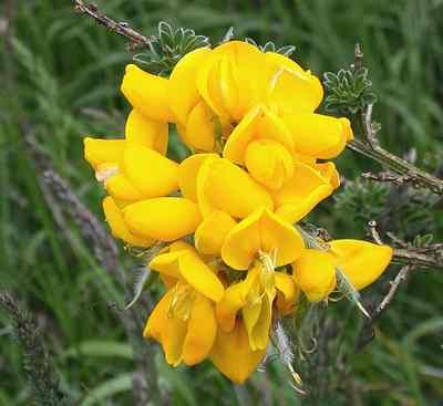 File:Cytisus scoparius.jpg