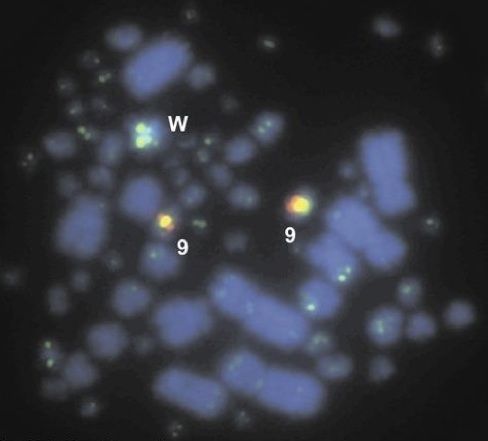 File:Cytogenetic Mega-telomeres GGA 9 and W.jpg