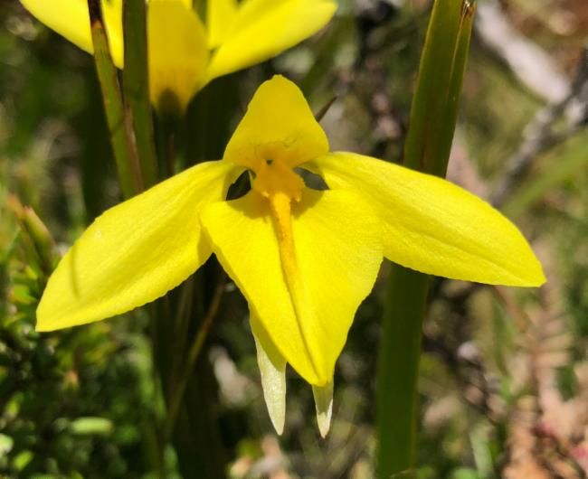 File:Diuris lanceolata.jpg