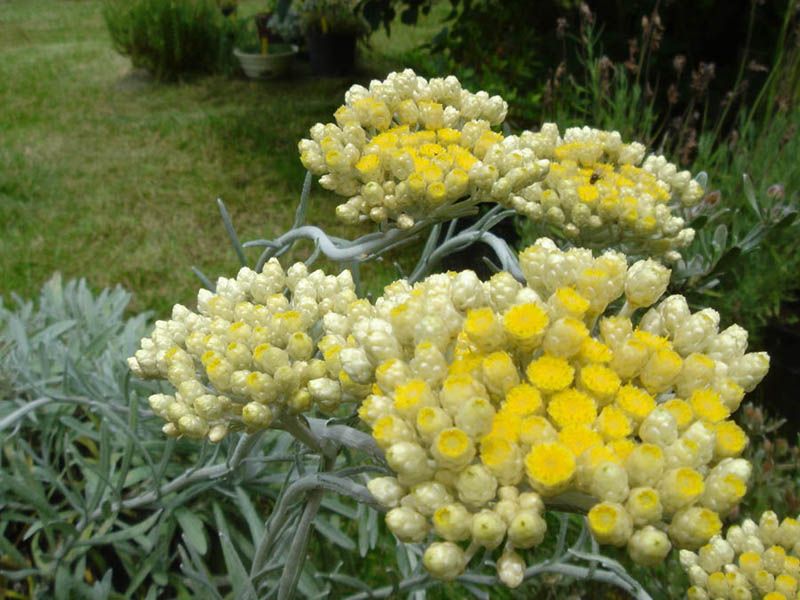 File:Helichrysum orientale 2.JPG