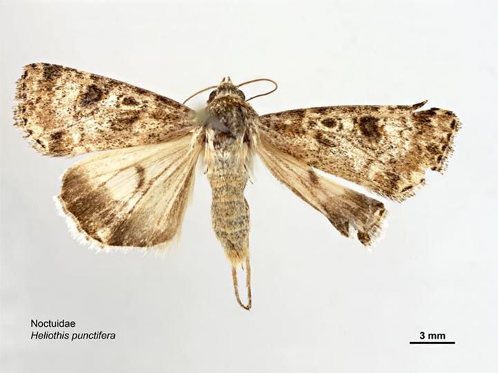 File:Heliothis punctifera dorsal.jpg