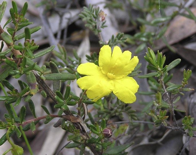 File:Hibbertia diamesogenos.jpg