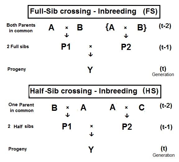 File:Inbreeding- Sibs.jpg