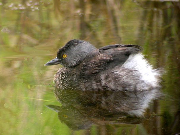 File:Least Grebe - breeding plumage.jpg