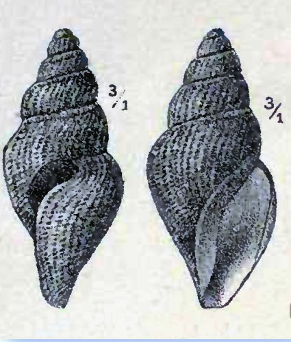 File:Oenopota tenuicostata 001.jpg