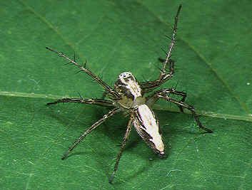 File:Oxyopes.sertatus.female.-.tanikawa.jpg