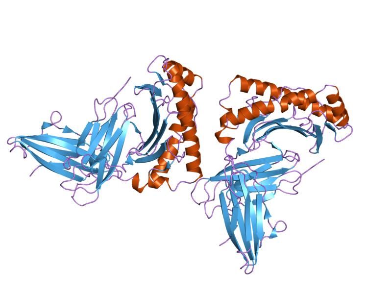 File:PDB 1hhg EBI.jpg