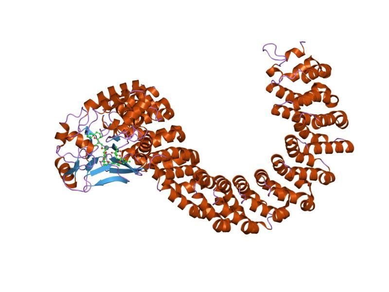 File:PDB 2ie4 EBI.jpg