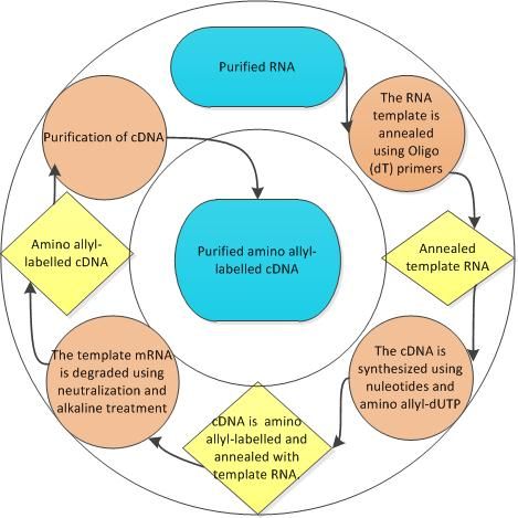 File:Process of preparing amino allyl-labelled cDNA.jpg