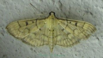 File:Pyralidae-Herpetogramma couteyeni-26mm.jpg