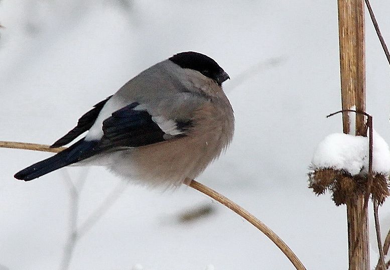 File:Pyrrhula cineracea8.jpg