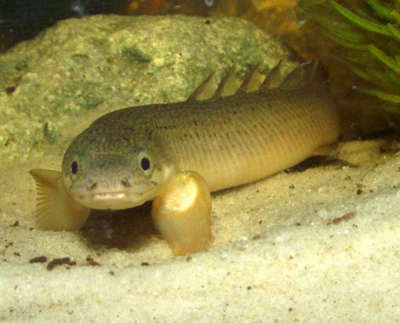 File:Senegal bichir.jpg