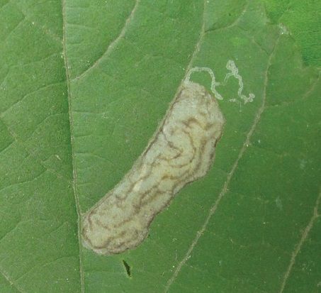 File:Telamoptilia grewiae blotch mine later instar.jpg