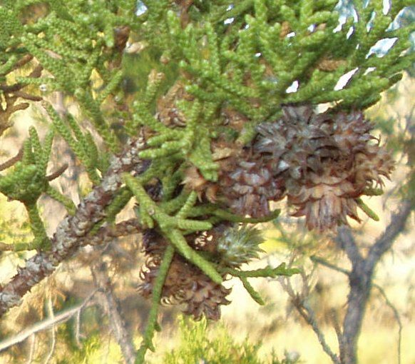 File:Utah juniper cones 1.jpg