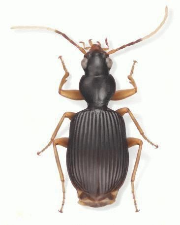 File:ZooKeys - Amphithasus sp..jpg