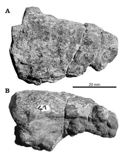 File:Alierasaurus ronchii claw.jpg