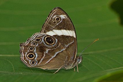 File:Banded treebrown.JPG