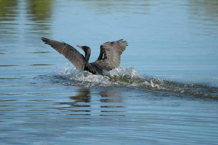 File:Cormorant-land.jpg