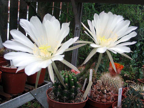 File:Echinopsis comarapana1PCJO.jpg