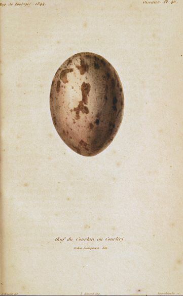 File:Egg Aramus guarauna.JPG