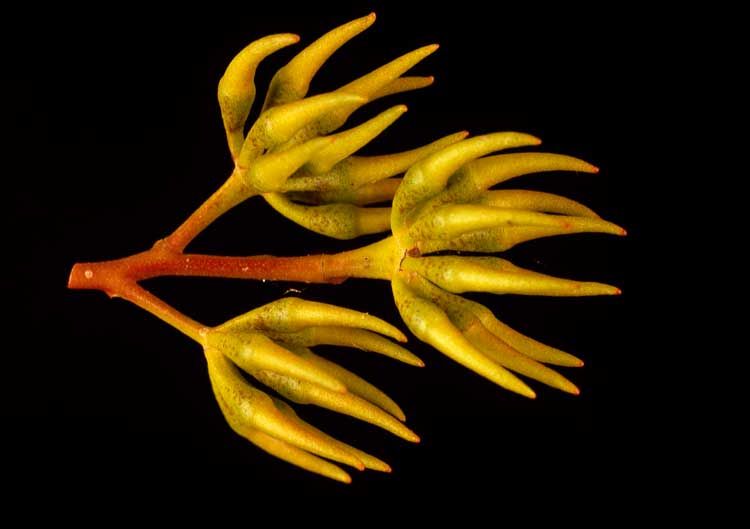 File:Eucalyptus arachnaea (buds).jpg