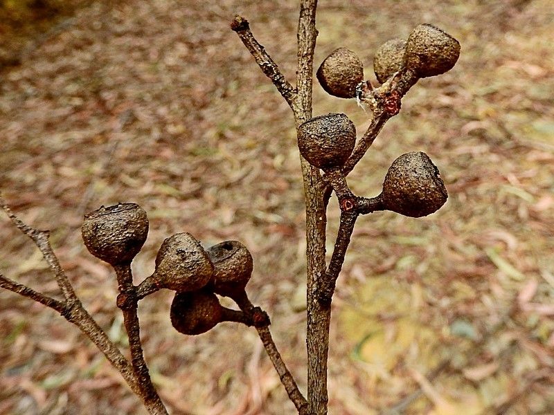 File:Eucalyptus muelleriana fruit.jpg