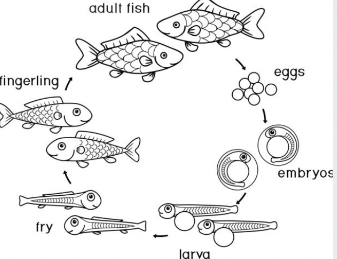 File:Fertilizing process.png