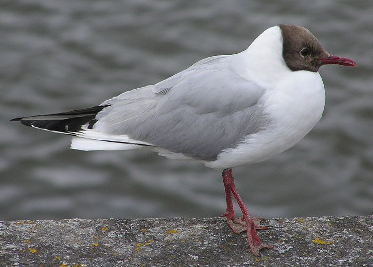 File:Larus ridibundus.jpg