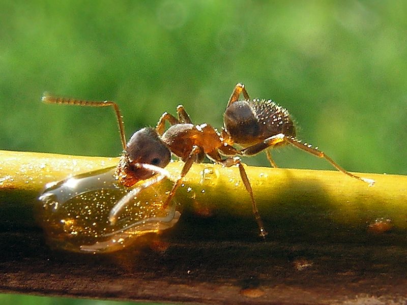 File:Lasius Niger.jpg