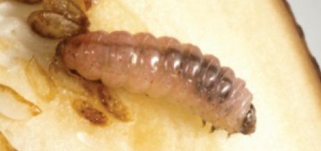 File:Leucinodes laisalis larva late instar.jpg