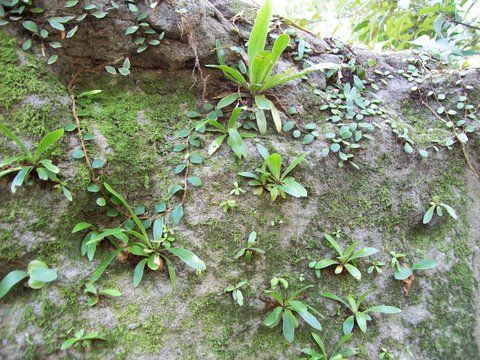 File:Lithophytes at Chatswood West.jpg