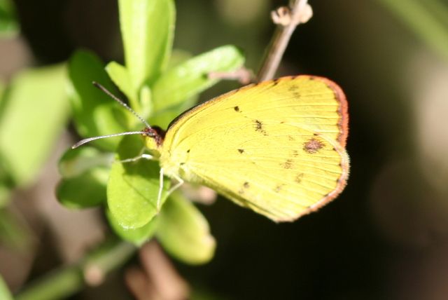 File:Little yellow (Eurema lisa) male.jpg