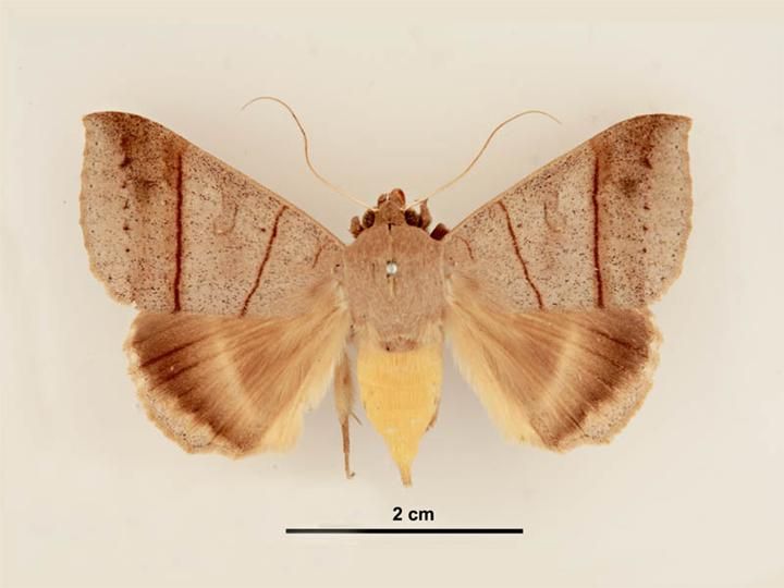 File:Ophiusa hituense female dorsal.jpg