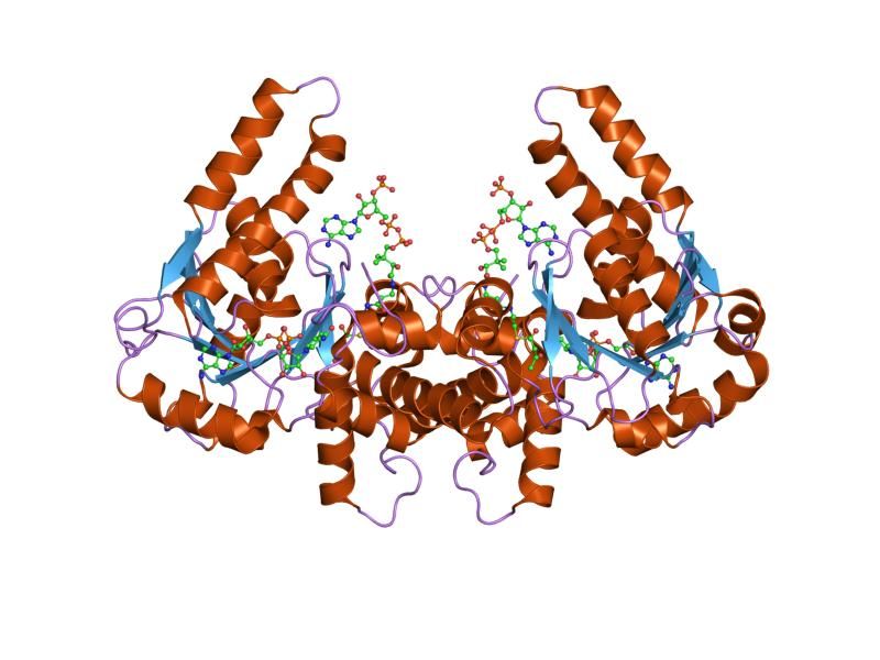 File:PDB 1m75 EBI.jpg