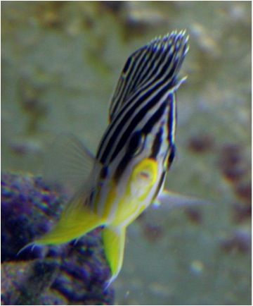 File:Paracentropyge multifasciatus.jpg