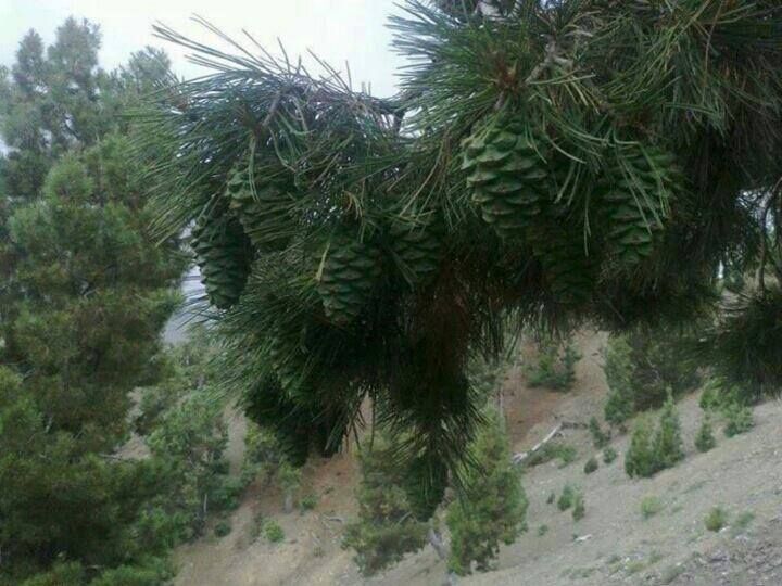 File:Pine Tree with Cones in Paktika.jpg