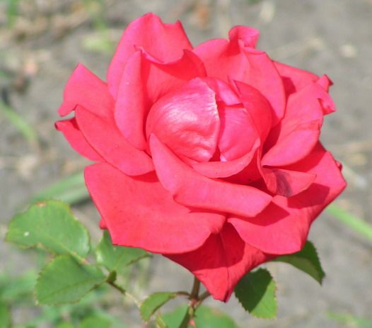 File:Redrose.jpg