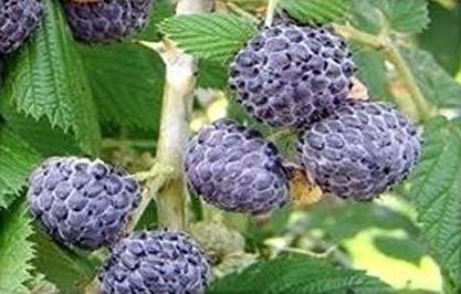 Close-up of fruit