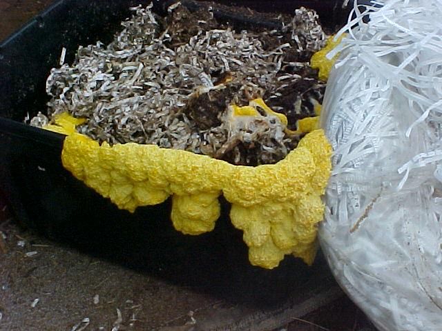 File:Slime.mold.jpg