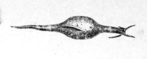 File:Stylocheilus longicauda - Adams.jpg