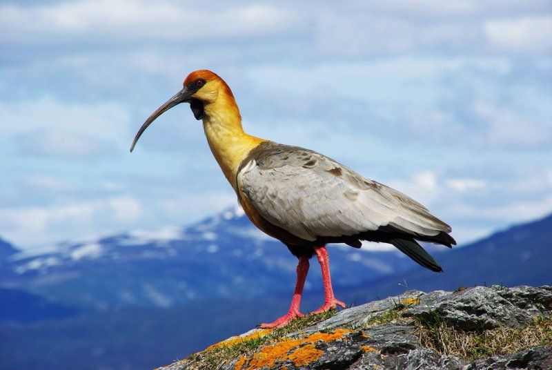 File:Theristicus melanopis Ushuaia.jpg