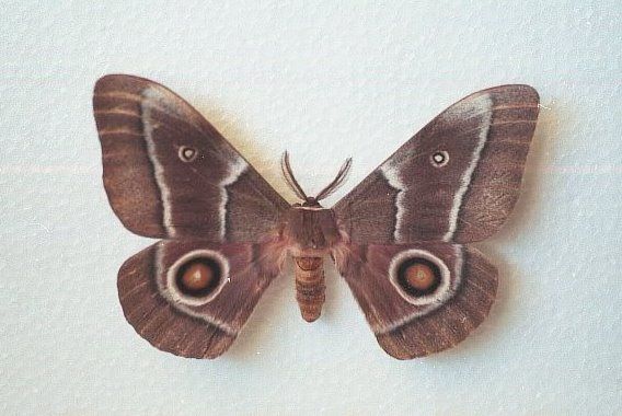 File:Adult Emperor Moth.jpg