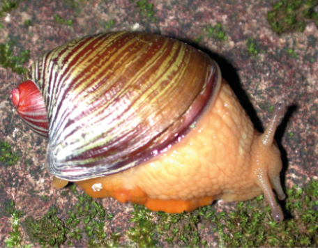 File:Amphibulima patula dominicensis.png