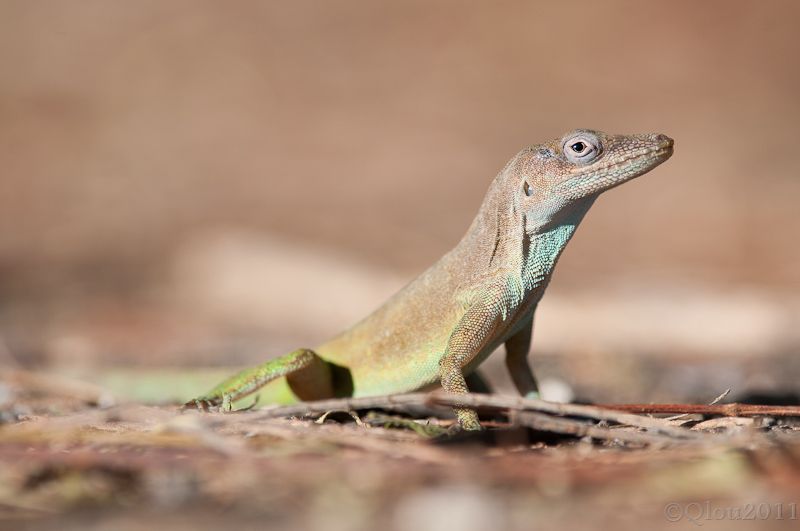 File:Anolis marmoratus setosus.jpg